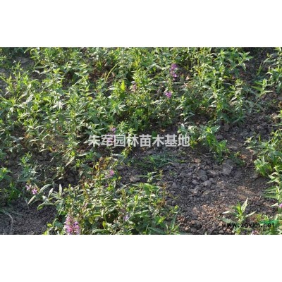 天津薊縣金銀木