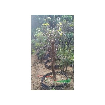 映山紅樹樁冠幅1.2米高度1.8米迎客松式粗度8公分