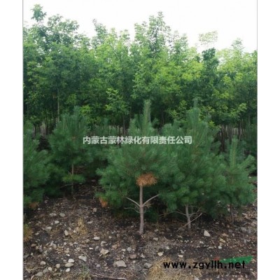 樟子松內蒙古蒙林綠化有限責任公司  寒地適宜苗木