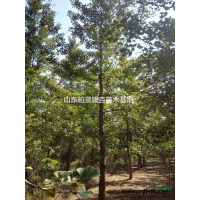 供應(yīng)2 一80公分銀杏實(shí)生樹，嫁接樹。