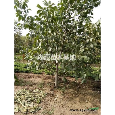 皂角苗 藥用皂角苗 綠化皂角樹