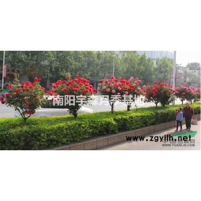 樹樁月季，3，4，5各種規格。價格優厚