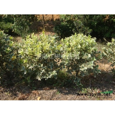 四季桂小球圖片\四季桂小球報價