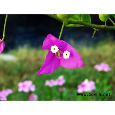 上海三角梅8*新報(bào)價(jià)/三角梅8圖片