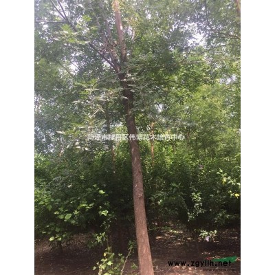 出售：國槐、白臘、桑樹、木槿、五角楓等苗木