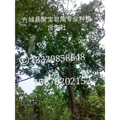 河南五十萬皂角小苗出售，價格優(yōu)廉介紹