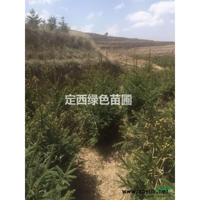 出售營養(yǎng)杯油松，云杉，刺槐