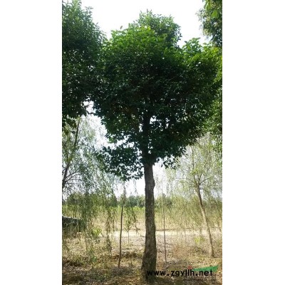 肥西三崗出售冠幅1-3米，地徑6-12公分臘梅，非誠勿擾