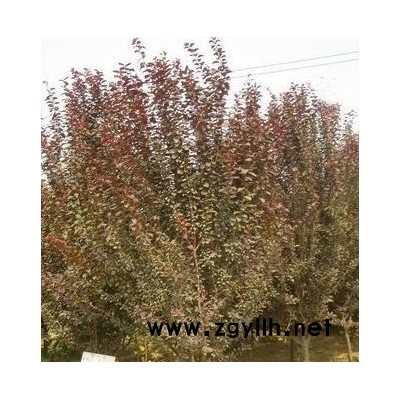 叢生大葉女貞4，冠2米-5米，3分枝以上，大量供應(yīng)圖片\叢生大葉女貞4，冠2米-5米，3分枝以上，大量供應(yīng)報(bào)價(jià)