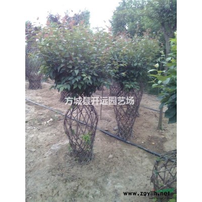 紅花玉蘭造型花瓶，玉蘭花嬌紅一號造型框架