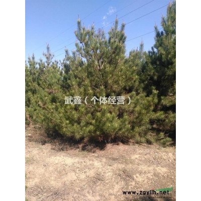 山西地區(qū)供應(yīng)2～4米油松，樟子松