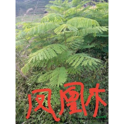 貴州金絲楠木苗