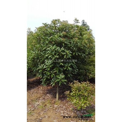 河南珊瑚樹，珊瑚樹價格