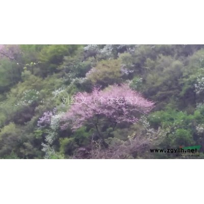 陜西地區(qū)精品叢生茶條槭