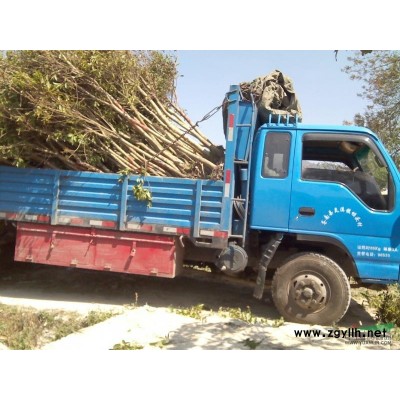 紅皮榕米徑2-20公分