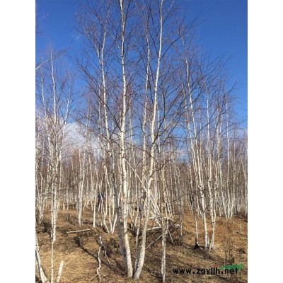 內蒙古大量供應4-6米云杉