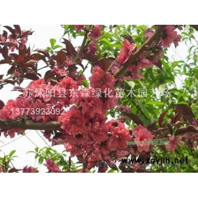 紅葉石楠.紅王子錦帶,月季,水臘,連翹,品種月季,石楠