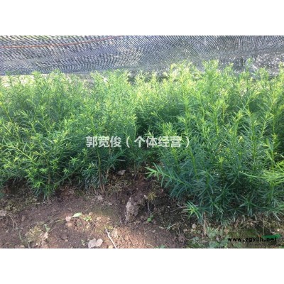 東北紅豆杉籽苗 紅豆杉 東北紅豆杉 紅豆杉籽播苗 紅豆杉實(shí)