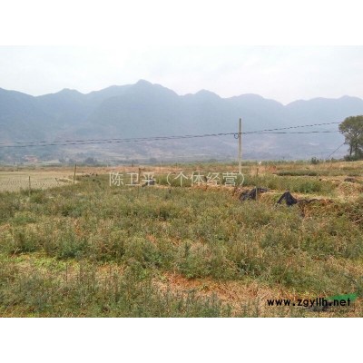 福建省福安市大量供應5～80公分優質紅豆杉苗