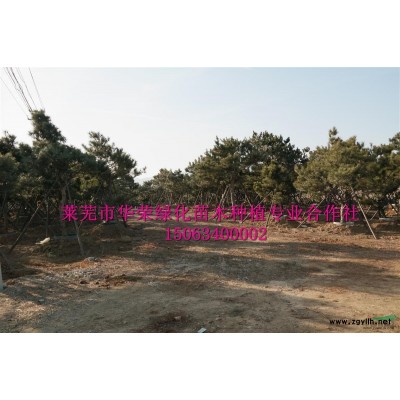 造型油松  景觀松  油松  黑松  泰山迎客松