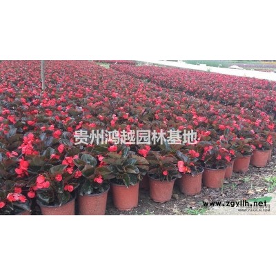 貴州地區(qū)供應：80-150海桐球、紅葉石楠球、金森女貞球