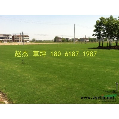 果嶺草圖片\果嶺草報價