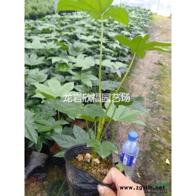 福建八角金盤大中小苗