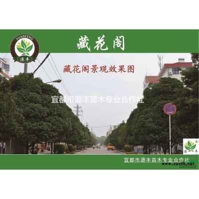 湖北的品牌桂花（藏花閣）