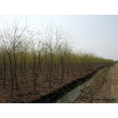 紅葉石楠球報價/江蘇紅葉石楠球報價