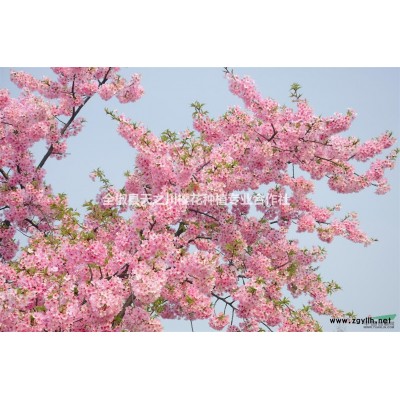 染井吉野櫻 東京櫻花 日本早櫻 龍山櫻花園