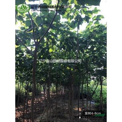 遼寧 錦州常年出售大量國槐、梓樹、金葉榆、紅楓等喬木和花灌木