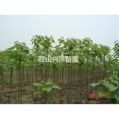 供應(yīng)東北水蠟球。