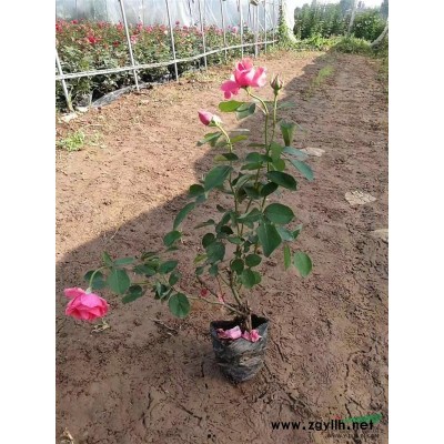 樹形月季嫁接苗@樹形美多花月季@河南樹形月季嫁接苗