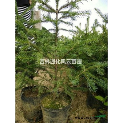 吉林地區(qū)供應(yīng)優(yōu)質(zhì)云杉杯苗40---100高，數(shù)量30萬株