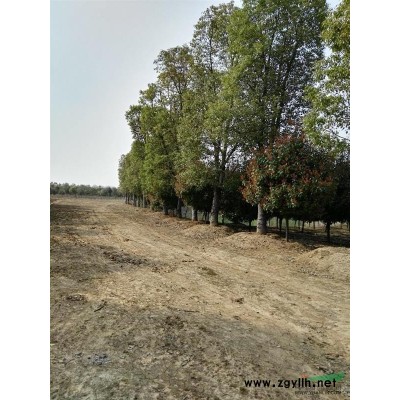 合肥天創(chuàng)園林綠化公司:常年供應(yīng)無(wú)患籽規(guī)格全