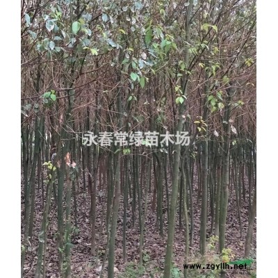 供應香樟、羅漢松苗木