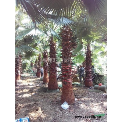 漳州供應20～40公分高鴨腳木（鵝掌踩）