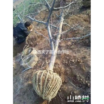 出售核桃樹，山楂樹，蘋果樹，梨樹，桃樹，杏樹，櫻桃樹