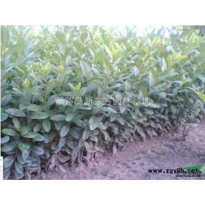 水蠟  水蠟 水蠟