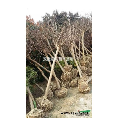 安徽合肥低價供應紅葉石楠，紅葉石楠球，紅葉石楠樹