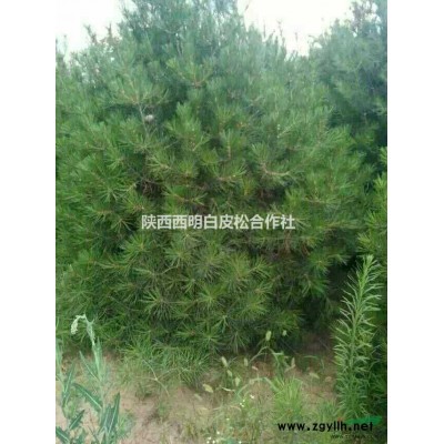 陜西工程苗白皮松