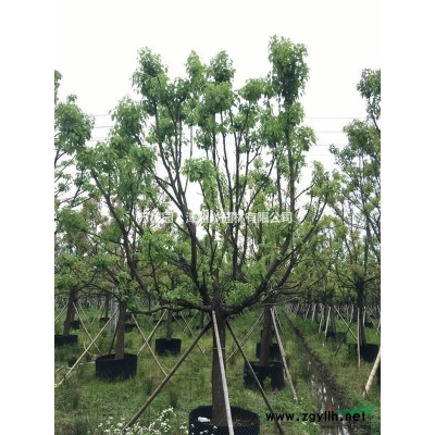 福建漳州基地大量供應(yīng)P250-400CM精品全冠楊梅容器楊梅