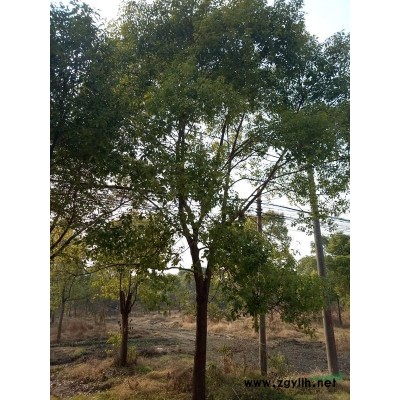 蘇州市高新區滸墅關鎮到期苗圃超低價供應香樟廣玉蘭等