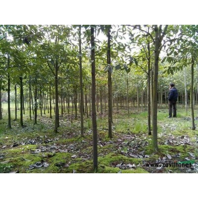 江西地區供應羅漢松小苗