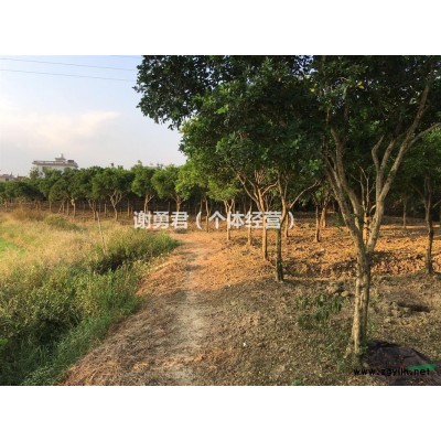 大量供應精心栽培的九里香