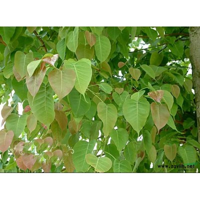 含笑/紅花含笑/白花含笑袋苗