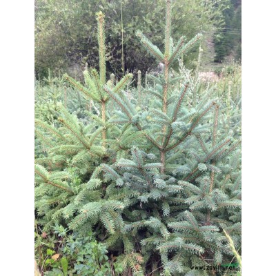 甘南迭部縣大量出售綠化苗木