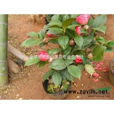 茶花   油茶樹嫁接茶花*承接