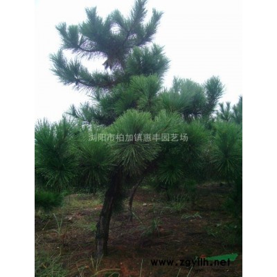 供應(yīng)蘭天竹