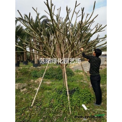 福建漳州山櫻花價(jià)格，福建漳州山櫻花供應(yīng)，福建漳州山櫻花苗木